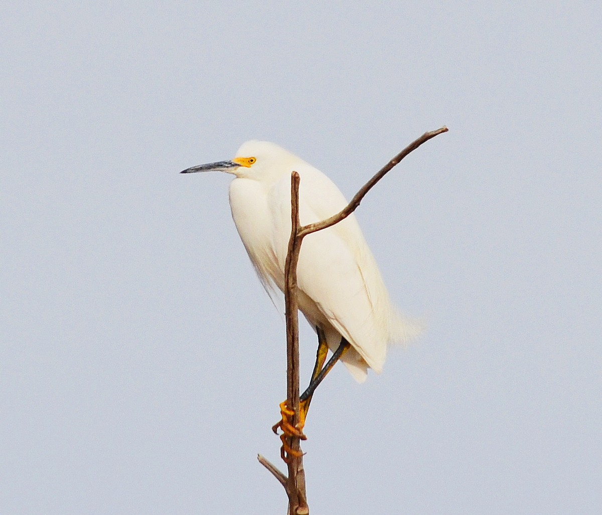 Aigrette neigeuse - ML613733705