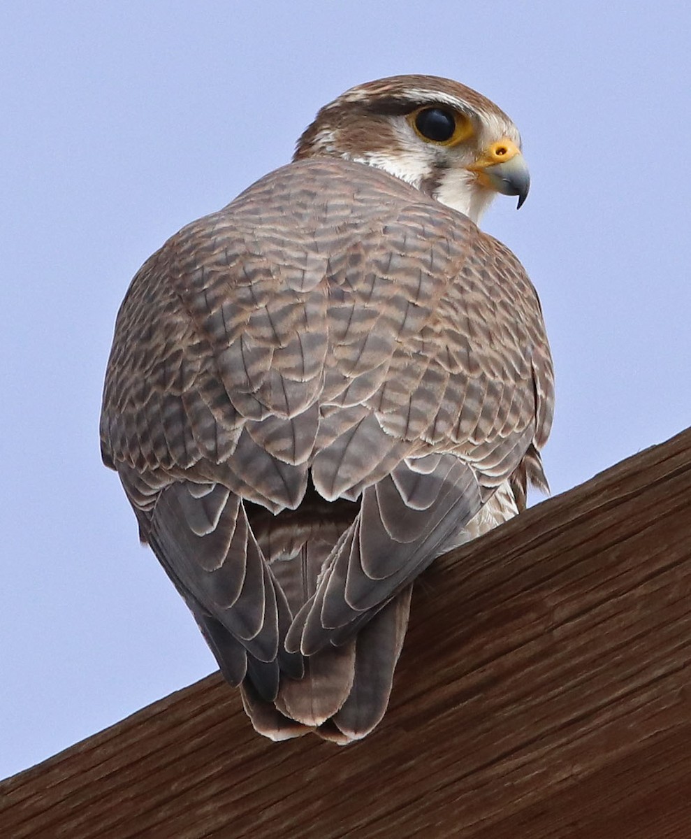 Prairie Falcon - ML613733908