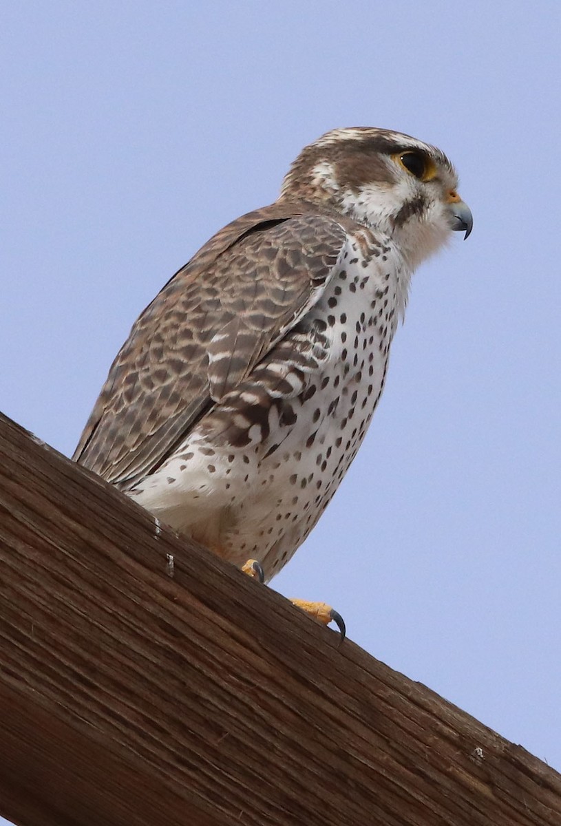 Prairie Falcon - ML613733910