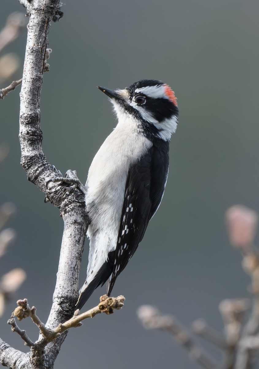 Downy Woodpecker - ML613733911