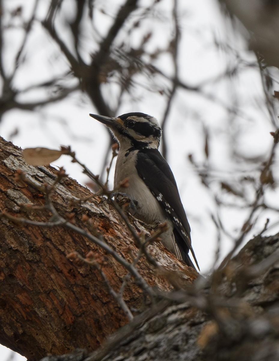 Hairy Woodpecker - ML613733927