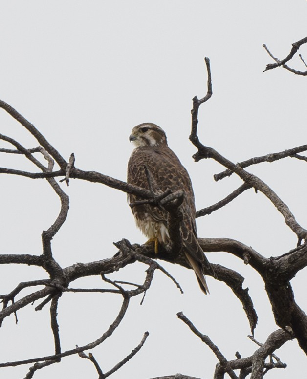 Prairie Falcon - Joshua Greenfield