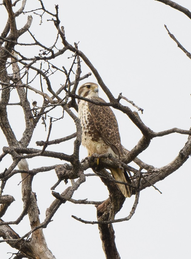 Prairie Falcon - ML613733936