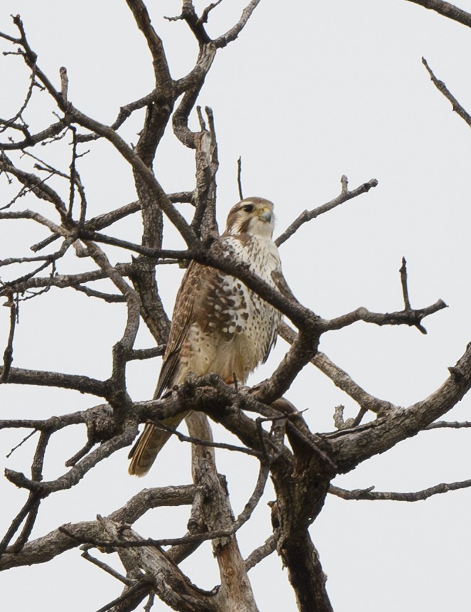 Prairie Falcon - ML613733938