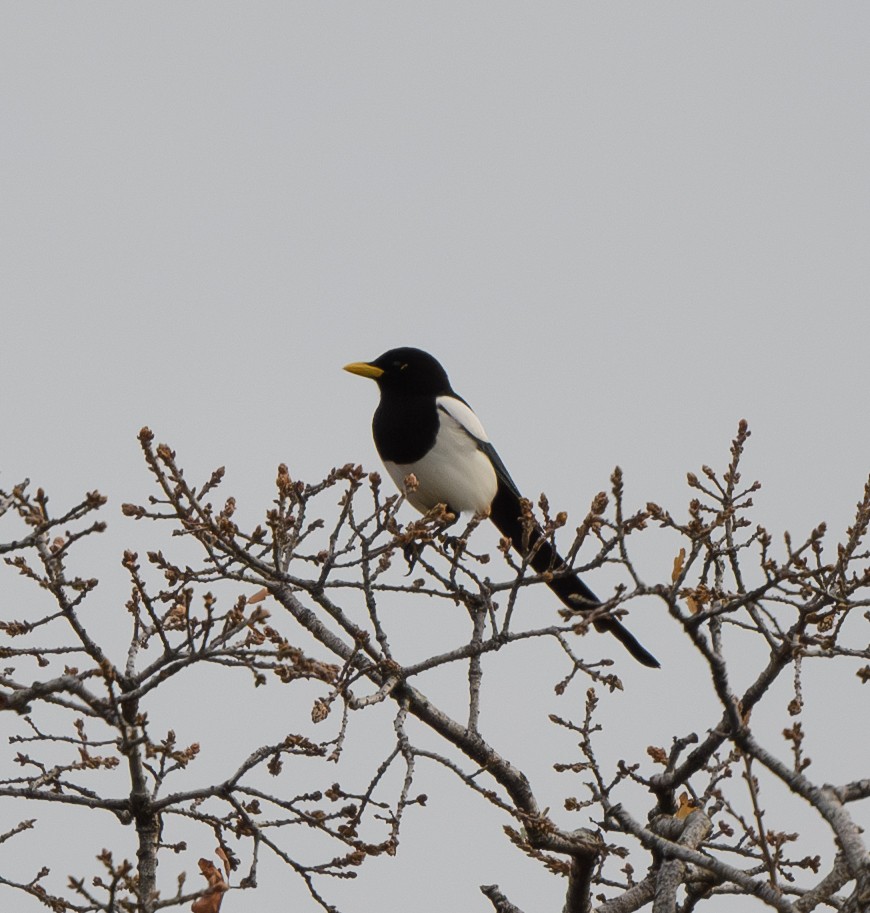 Yellow-billed Magpie - ML613733965