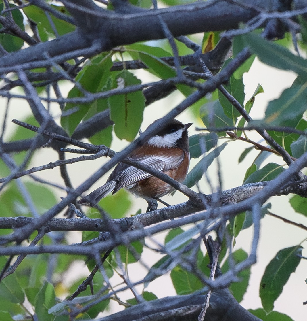 Chestnut-backed Chickadee - ML613733984