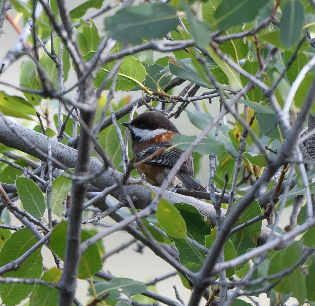 Chestnut-backed Chickadee - ML613733987