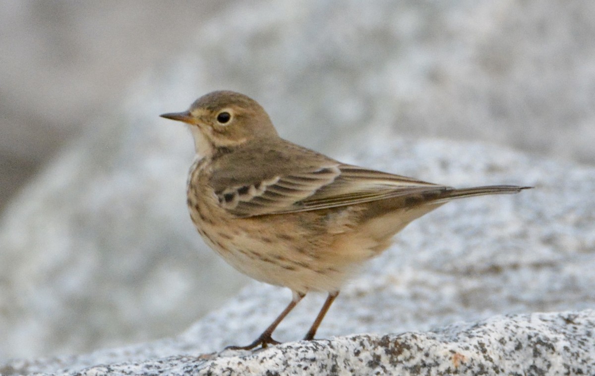 American Pipit - lise owens