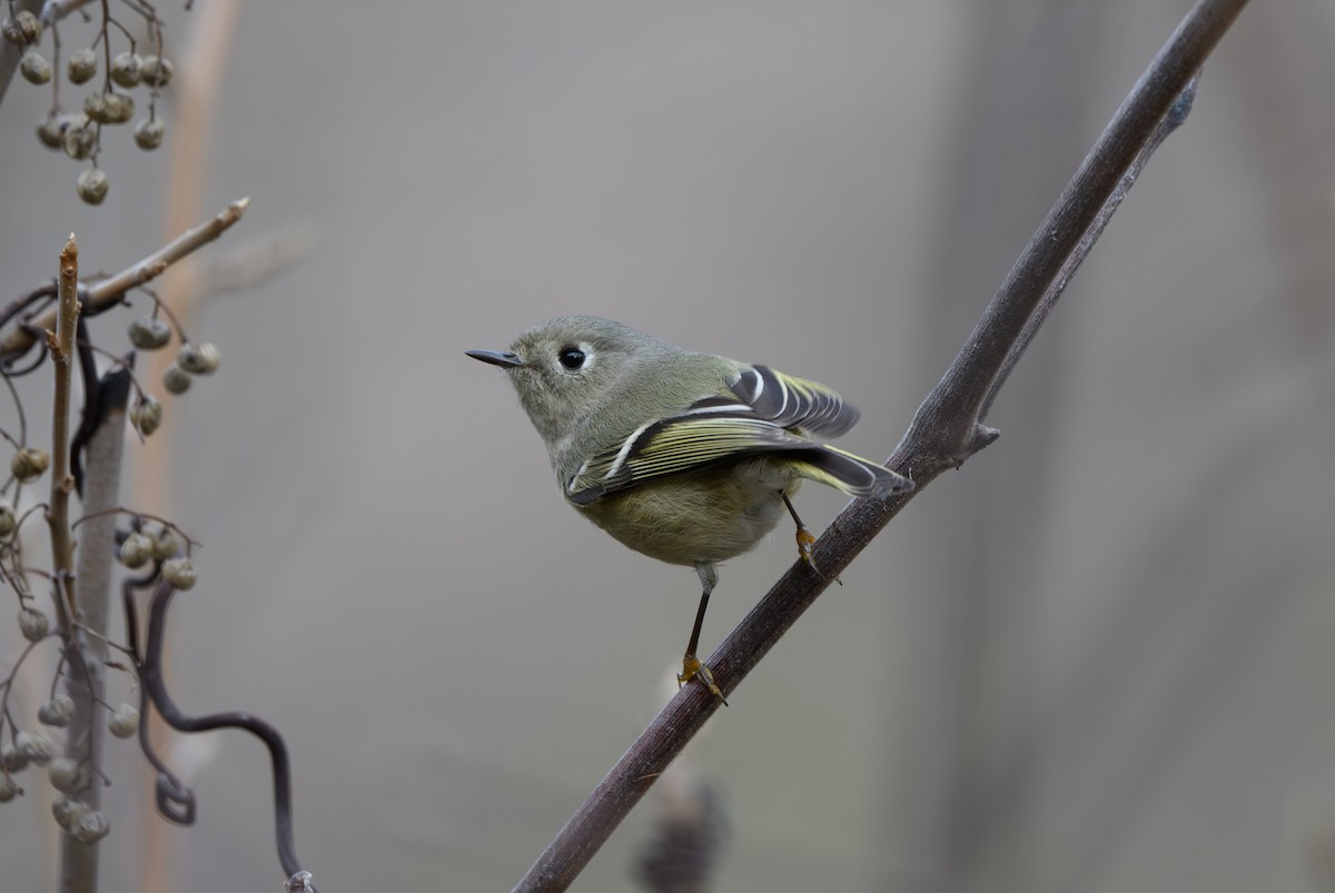 Ruby-crowned Kinglet - ML613734036