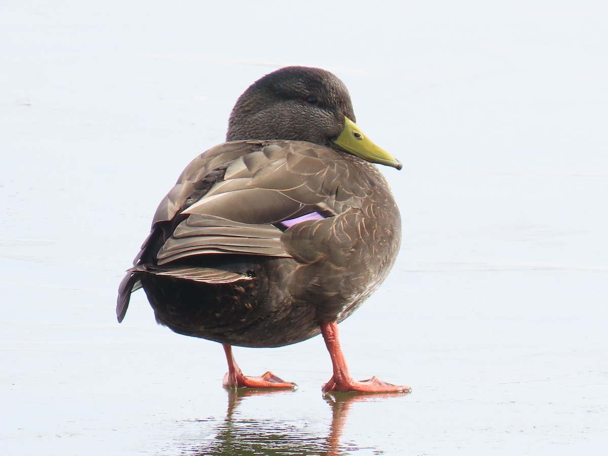 American Black Duck - ML613734104