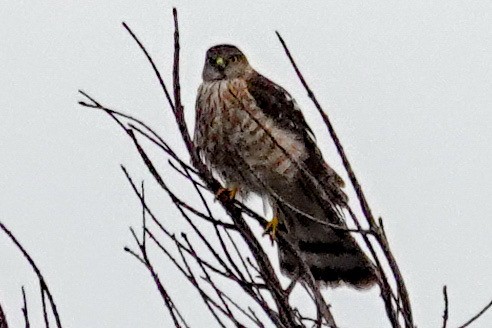 Sharp-shinned Hawk - ML613734121