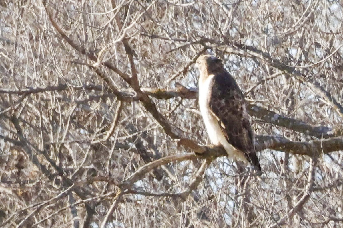 Red-tailed Hawk - ML613734128