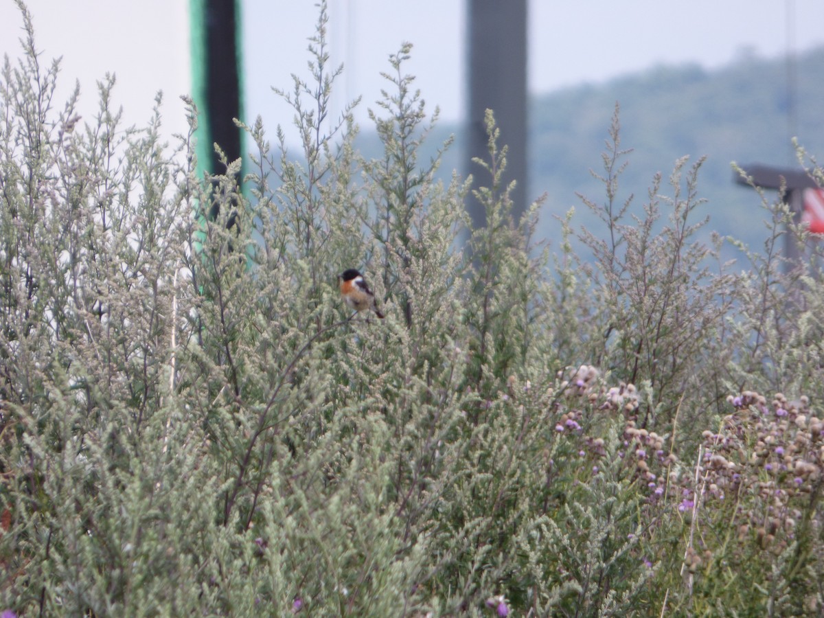 European Stonechat - ML613734166