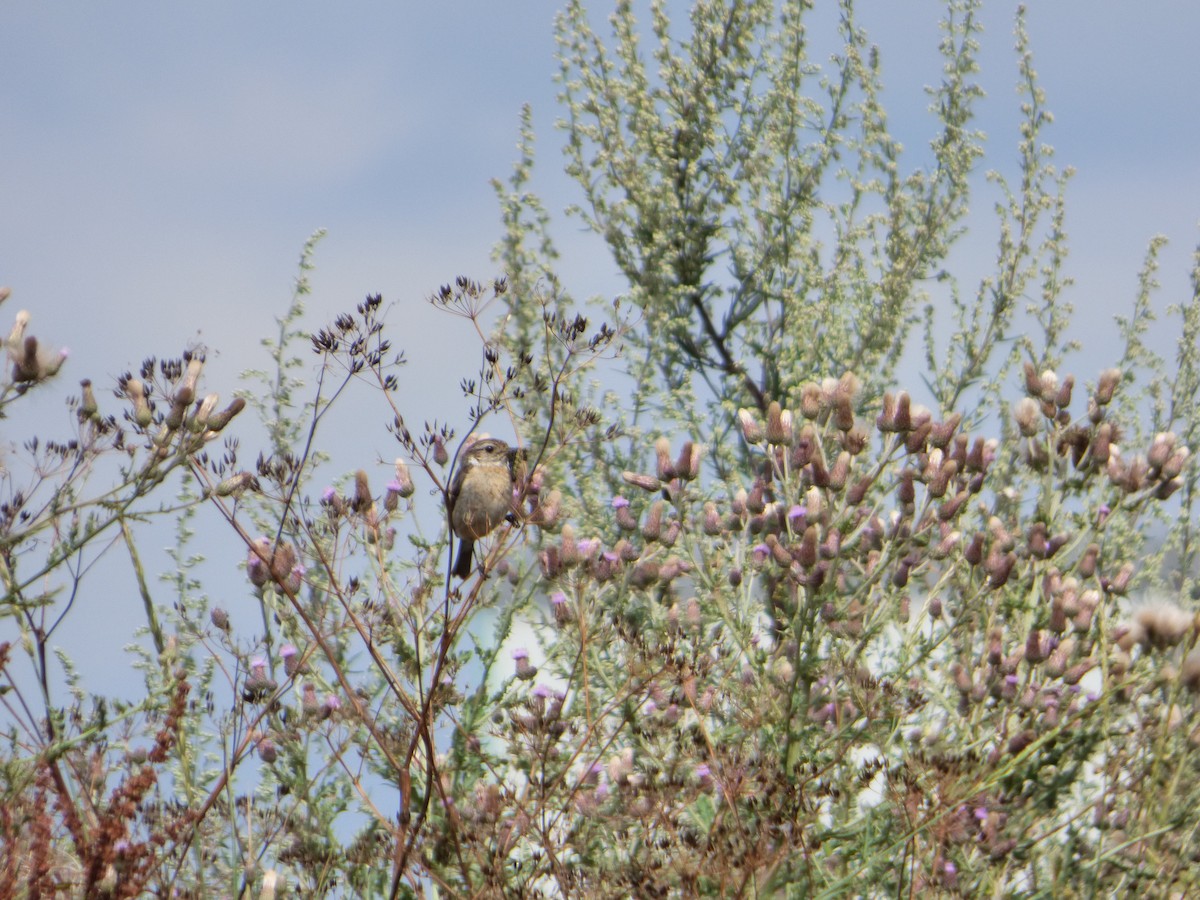 European Stonechat - ML613734274