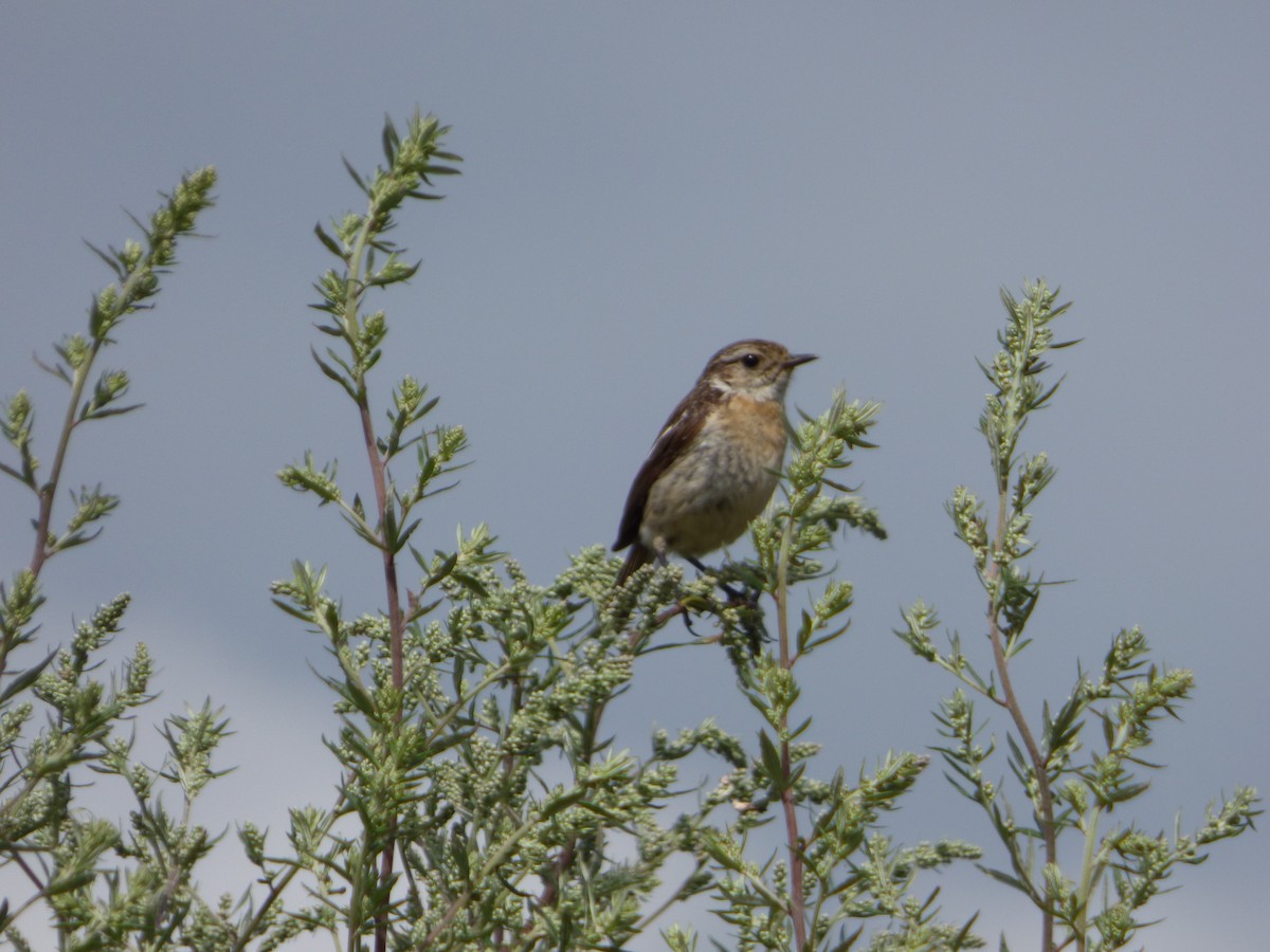 European Stonechat - ML613734287