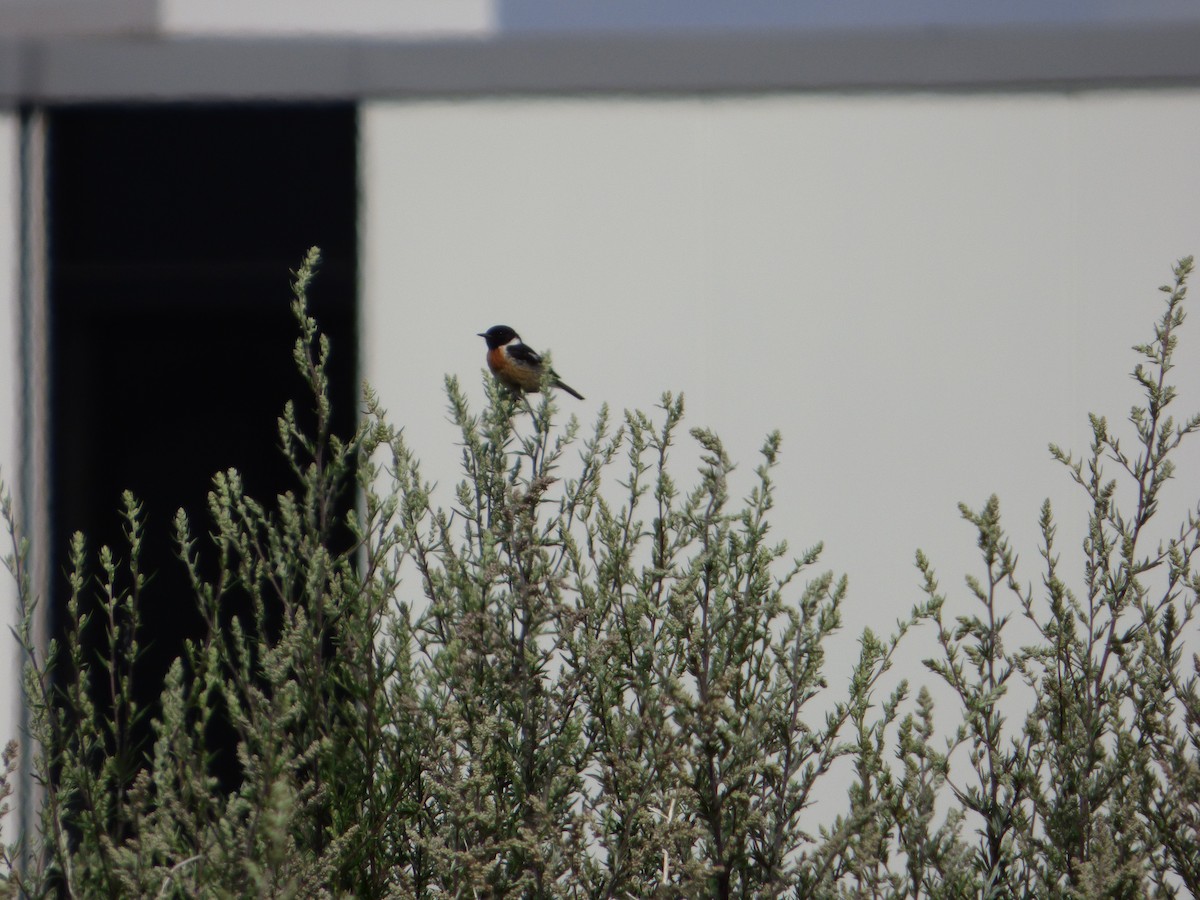 European Stonechat - ML613734288