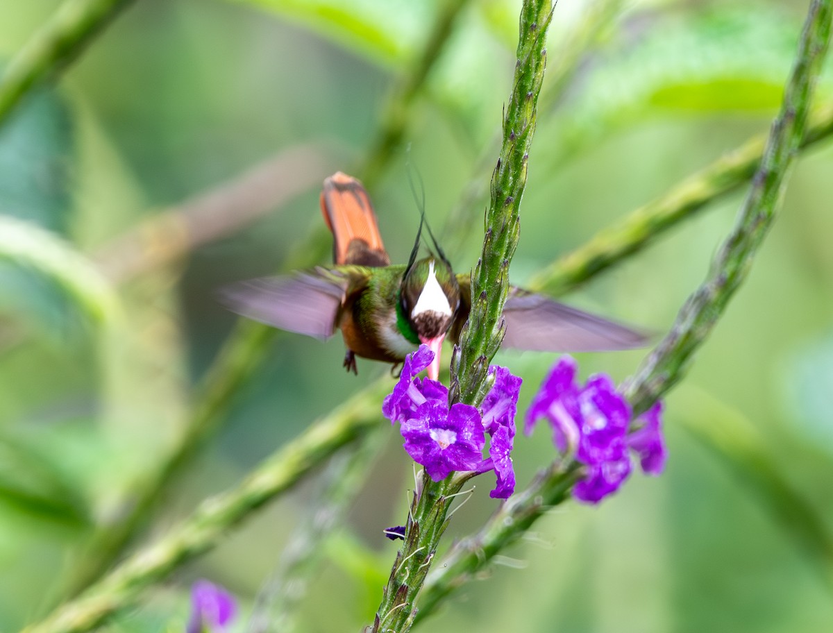 White-crested Coquette - ML613734369