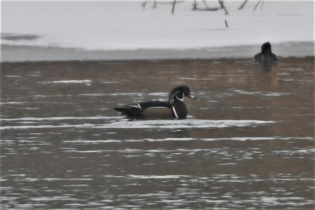 Wood Duck - ML613734404