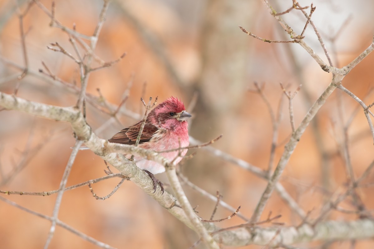 Purple Finch - ML613734424