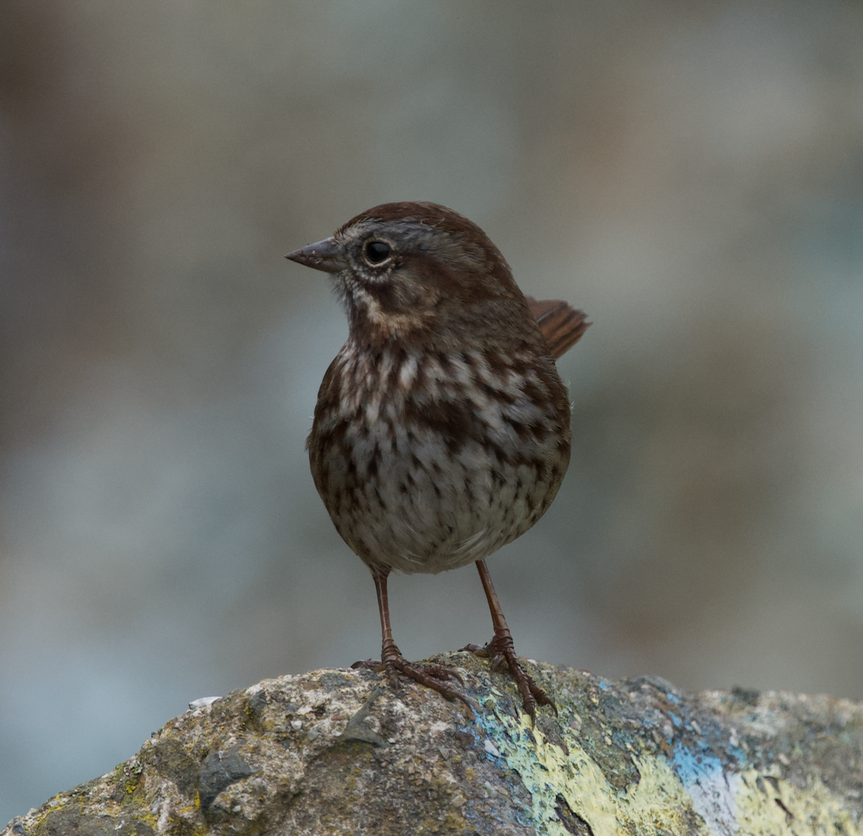 Song Sparrow (rufina Group) - ML613734598