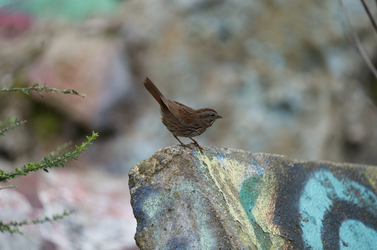 Song Sparrow (rufina Group) - ML613734601