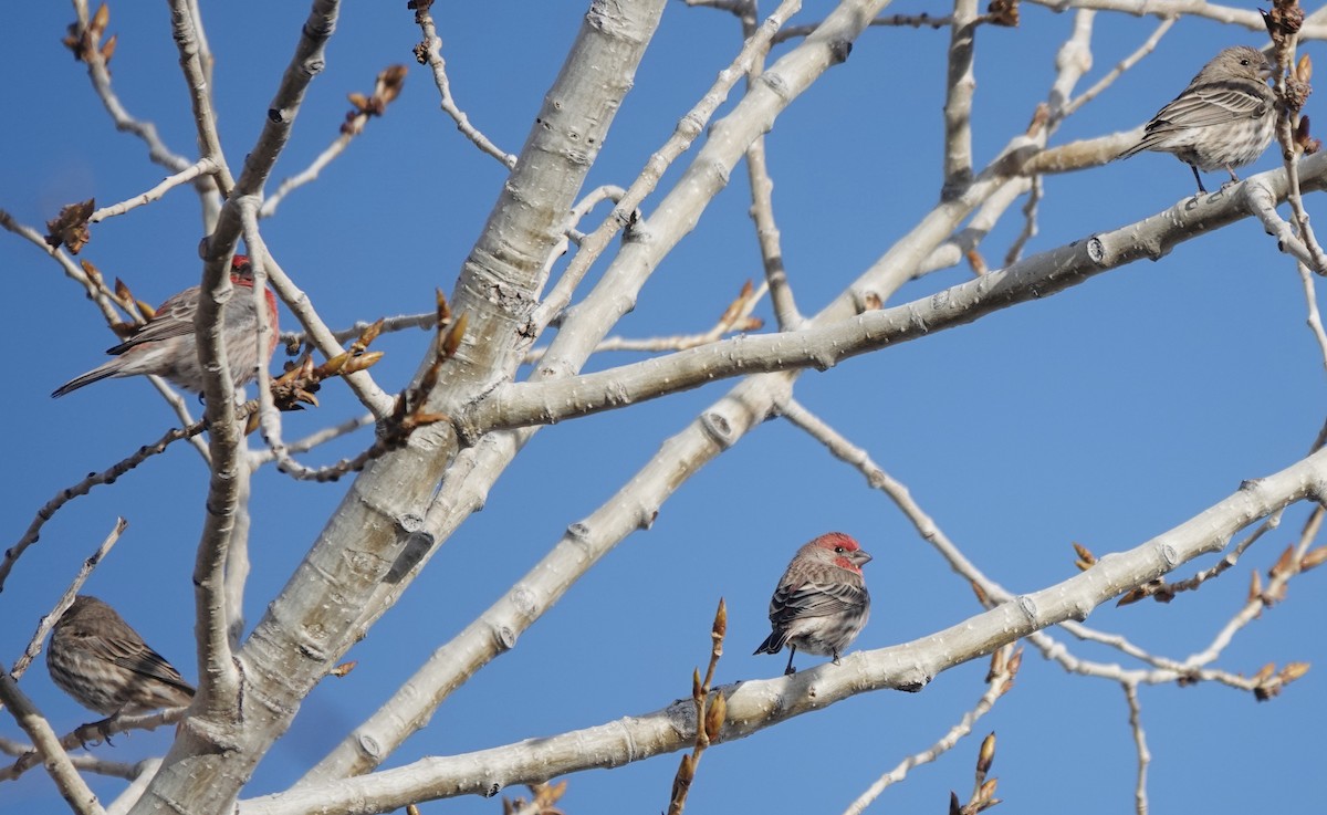 House Finch - ML613734651