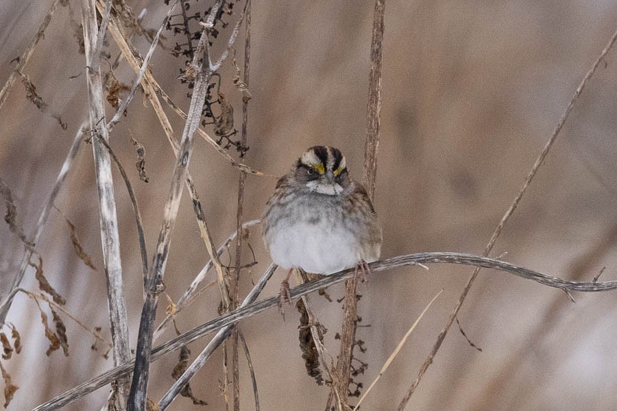 White-throated Sparrow - ML613734790
