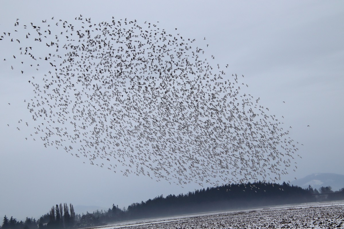 Dunlin - ML613734903