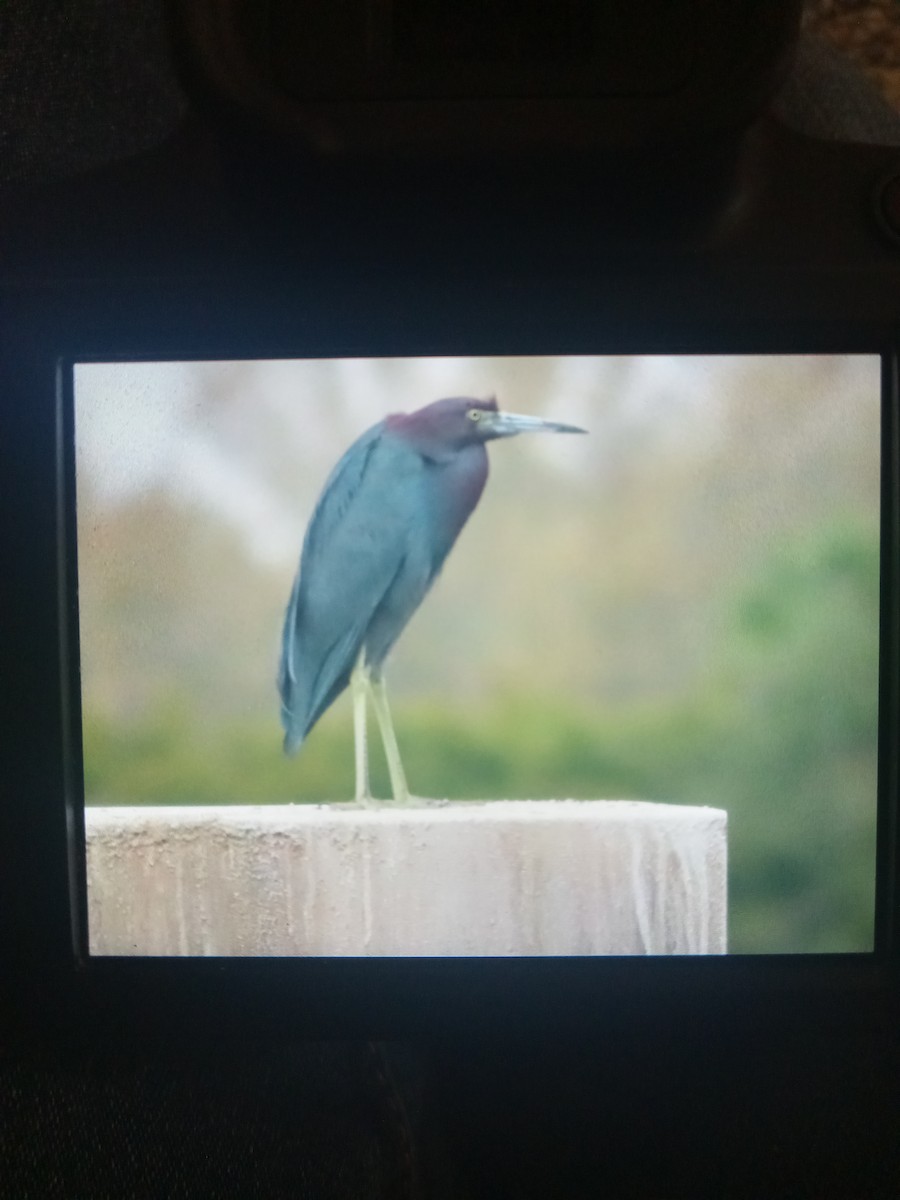 Little Blue Heron - ML613734975