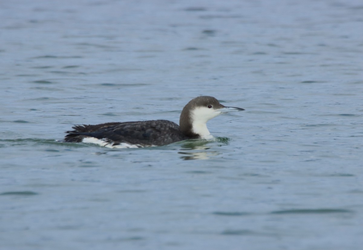 Arctic Loon - ML613734995