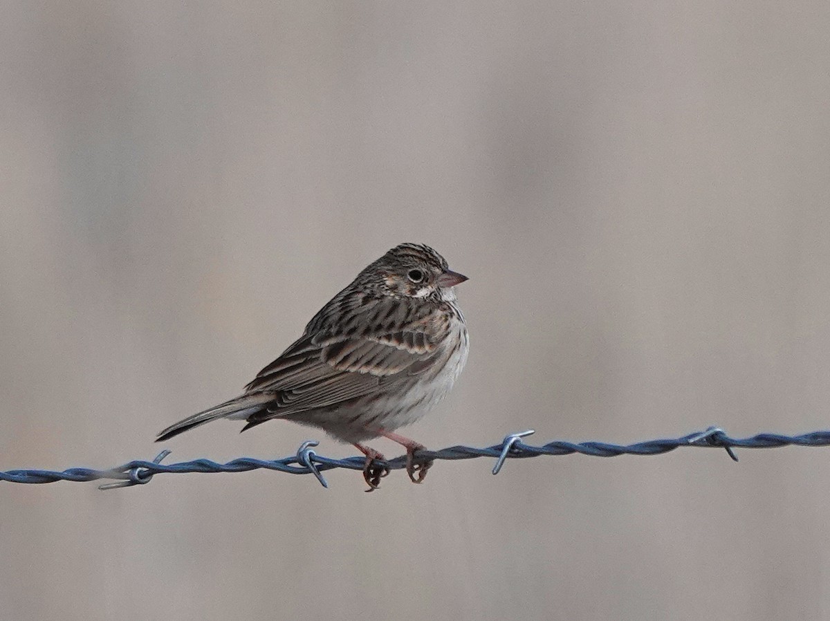 Vesper Sparrow - ML613735033