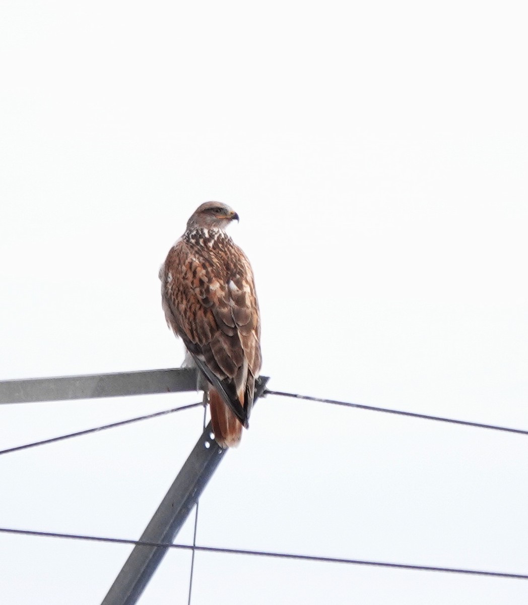 Ferruginous Hawk - ML613735096