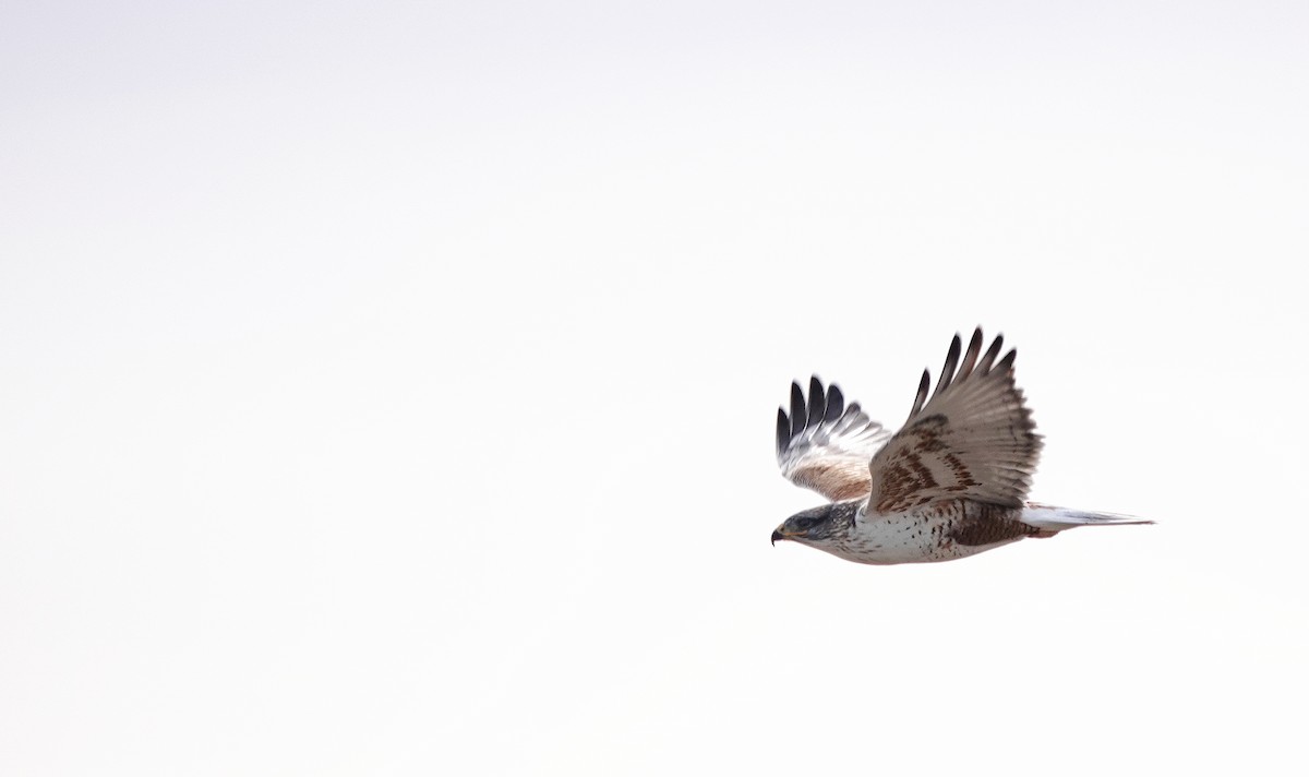 Ferruginous Hawk - ML613735106