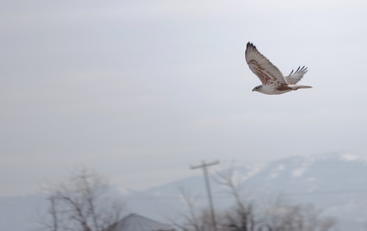 Ferruginous Hawk - Cheryl Carlile