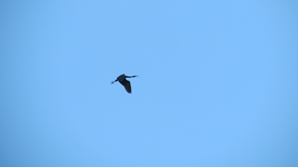 Little Blue Heron - Delvis Toledo