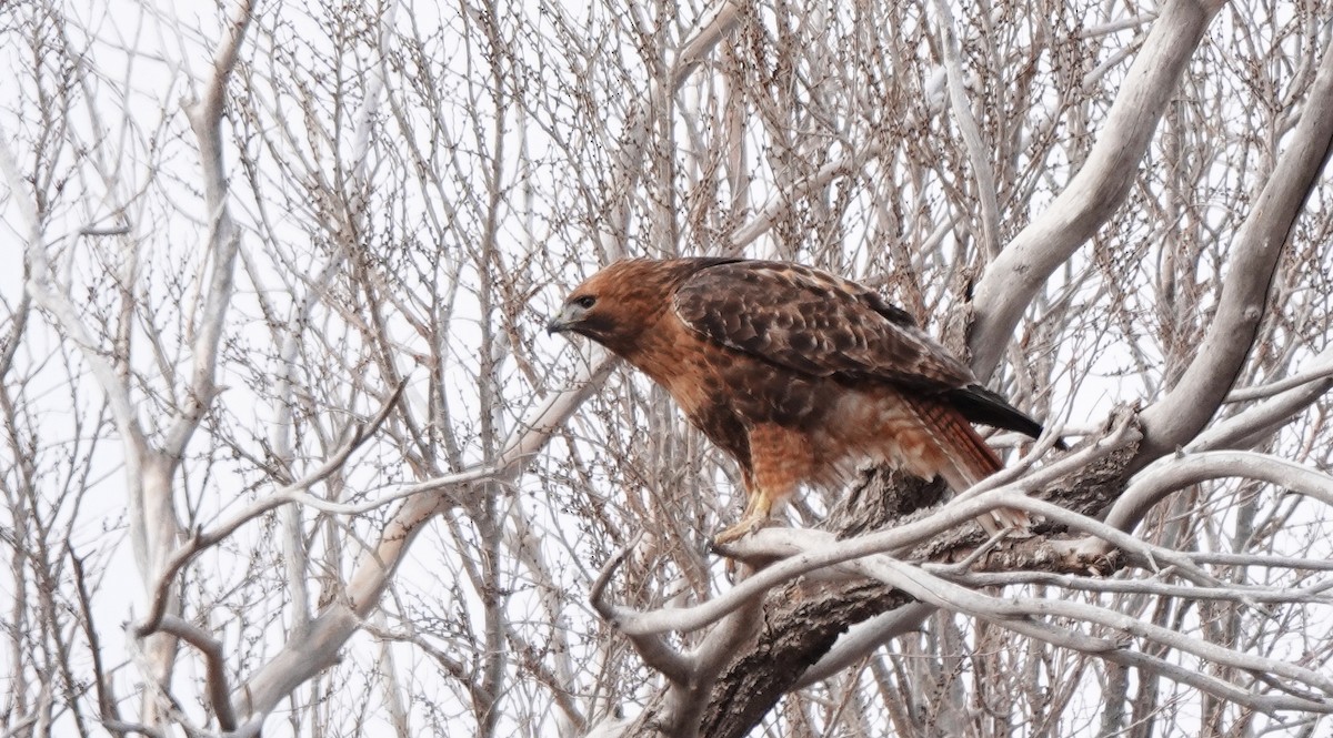 Red-tailed Hawk - Cheryl Carlile