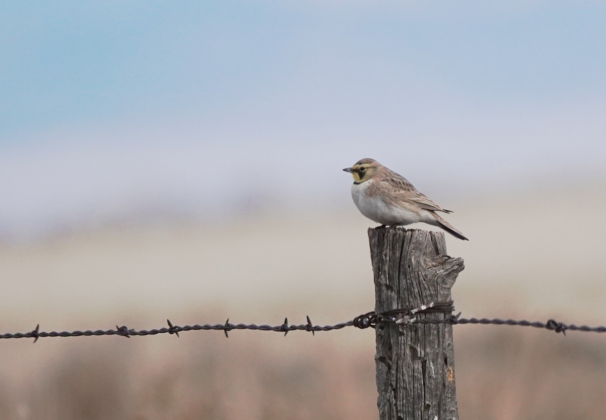 Horned Lark - ML613735192