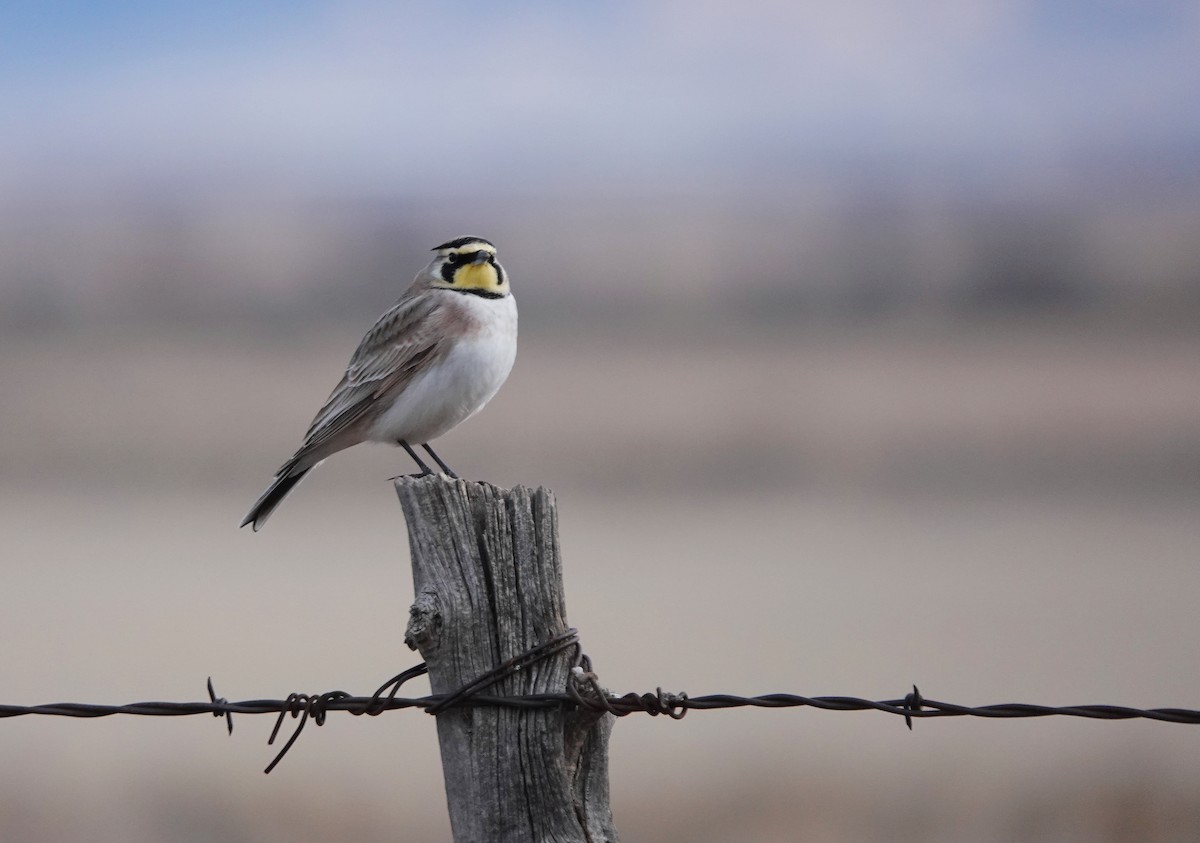 Horned Lark - ML613735202