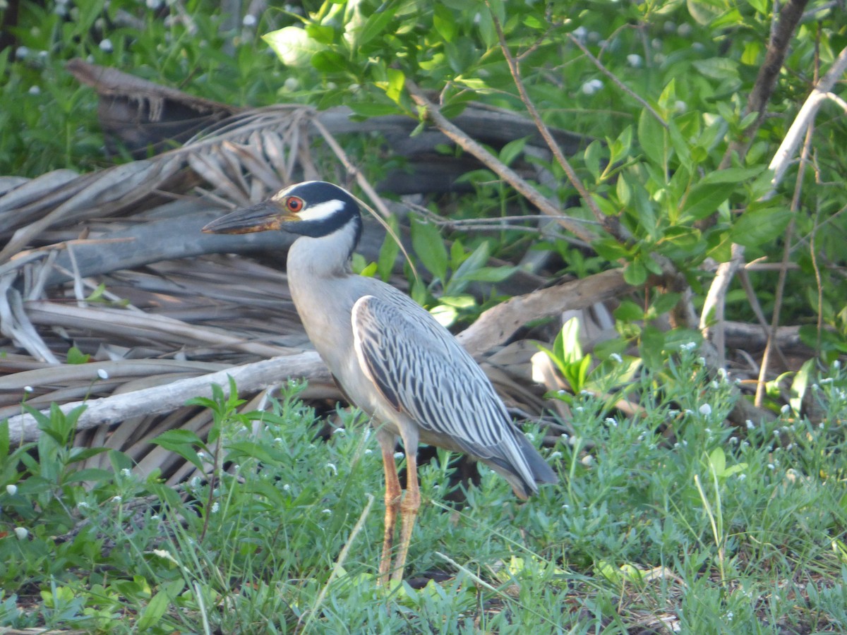 Yellow-crowned Night Heron - ML613735209