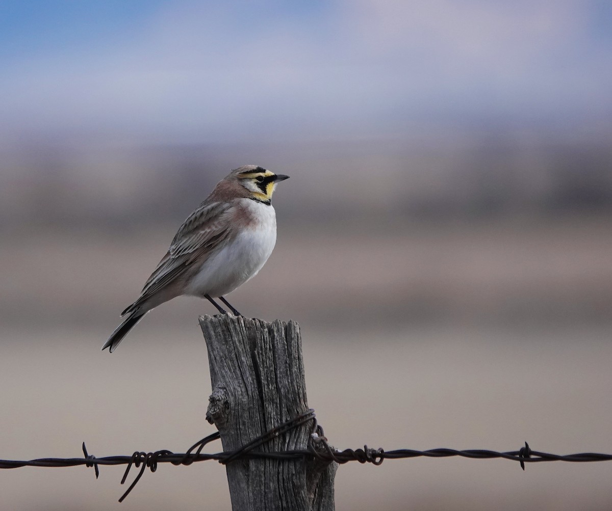 Horned Lark - ML613735239