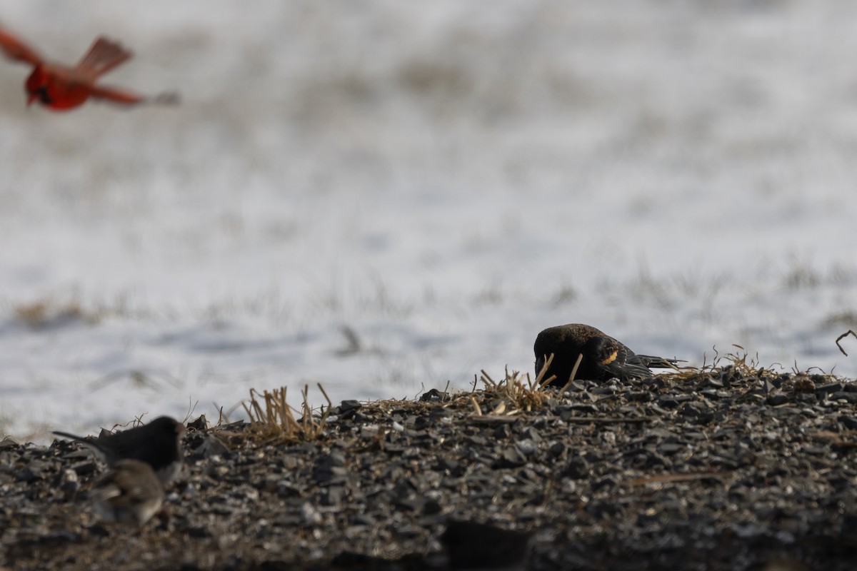 Red-winged Blackbird - ML613735296