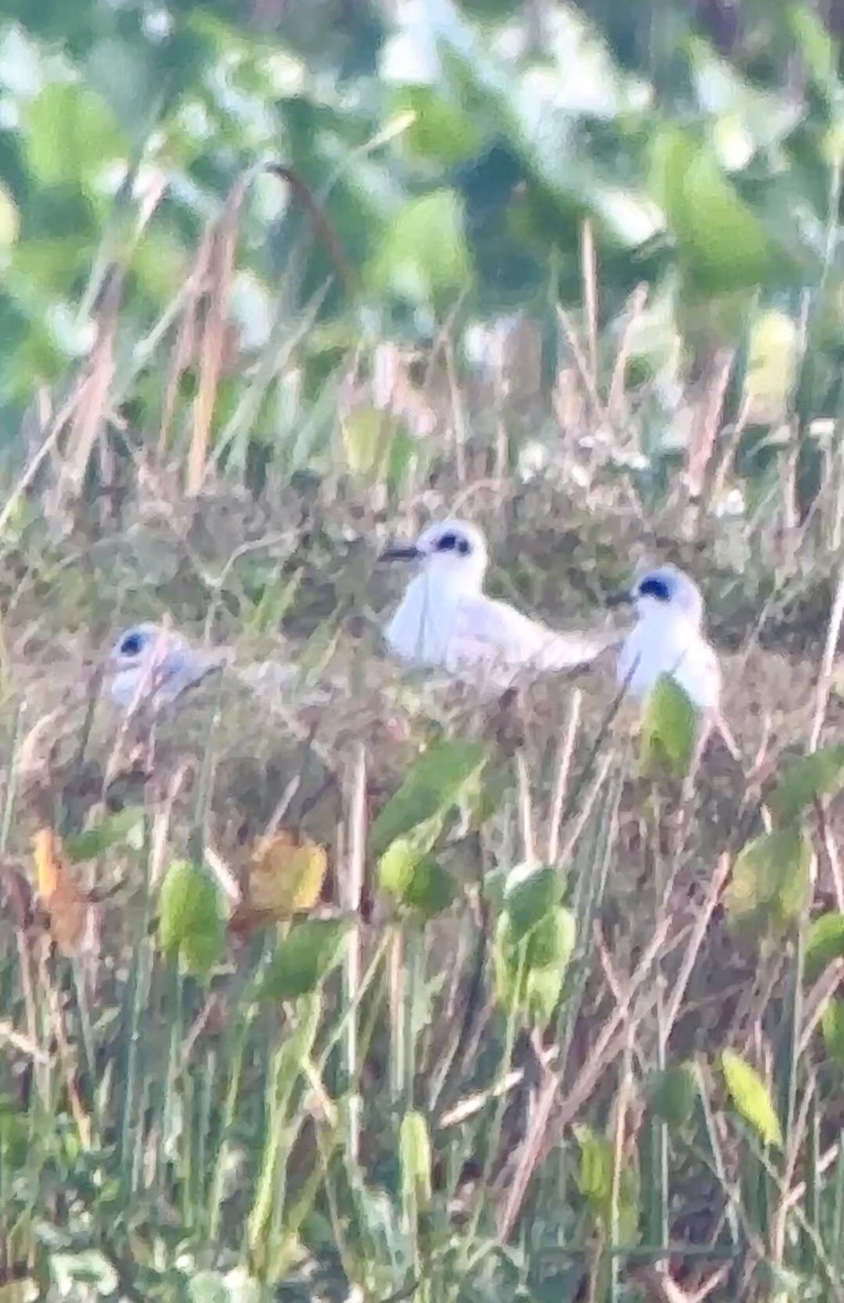 Forster's Tern - ML613735369