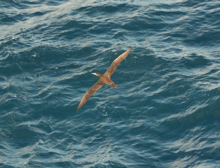 Brown Booby - ML613735381