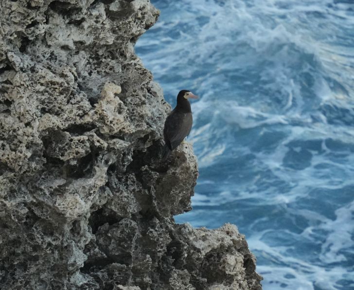Brown Booby - ML613735382