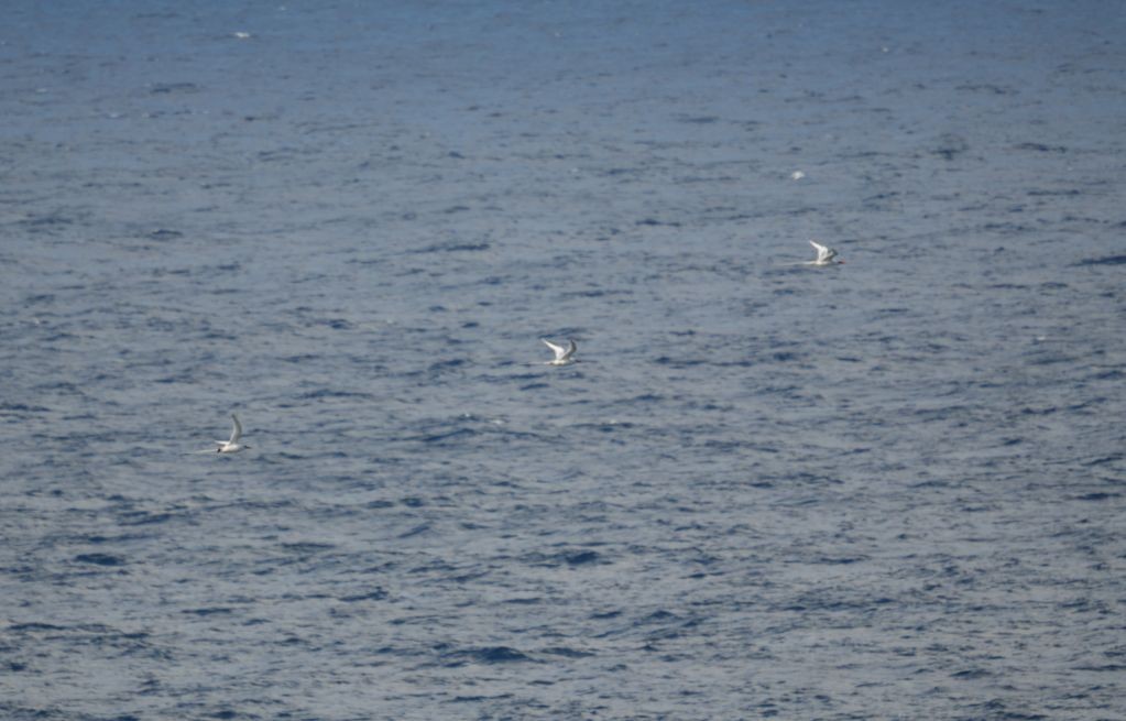 Red-billed Tropicbird - ML613735383