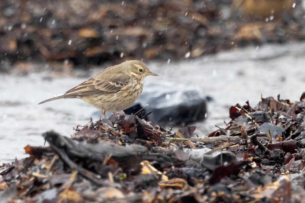 American Pipit - ML613735484