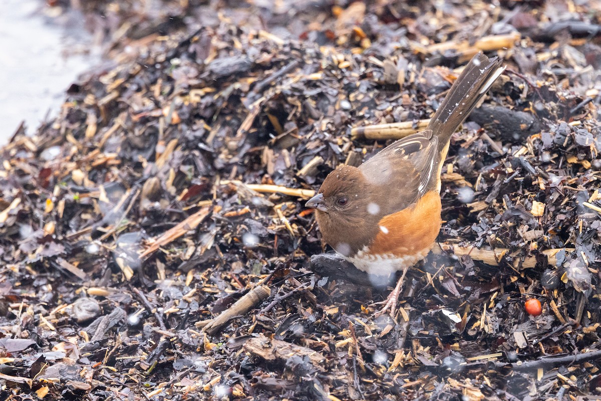 Eastern Towhee - ML613735522