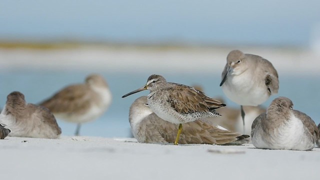 Short-billed Dowitcher - ML613735631