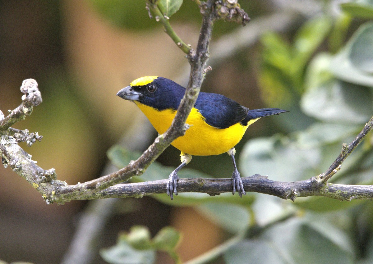 Thick-billed Euphonia - ML613735688