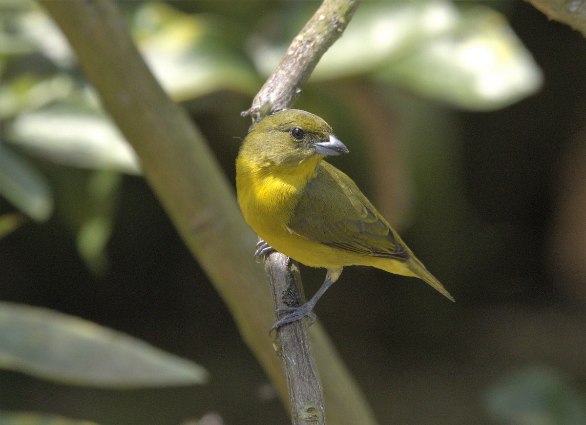 Thick-billed Euphonia - ML613735689